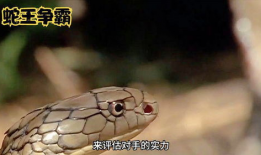 蛇视频动物世界,揭秘动物世界中的神秘蛇族